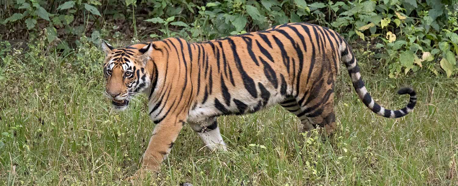 Bengalsk tiger